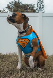 Supermanhondjie
